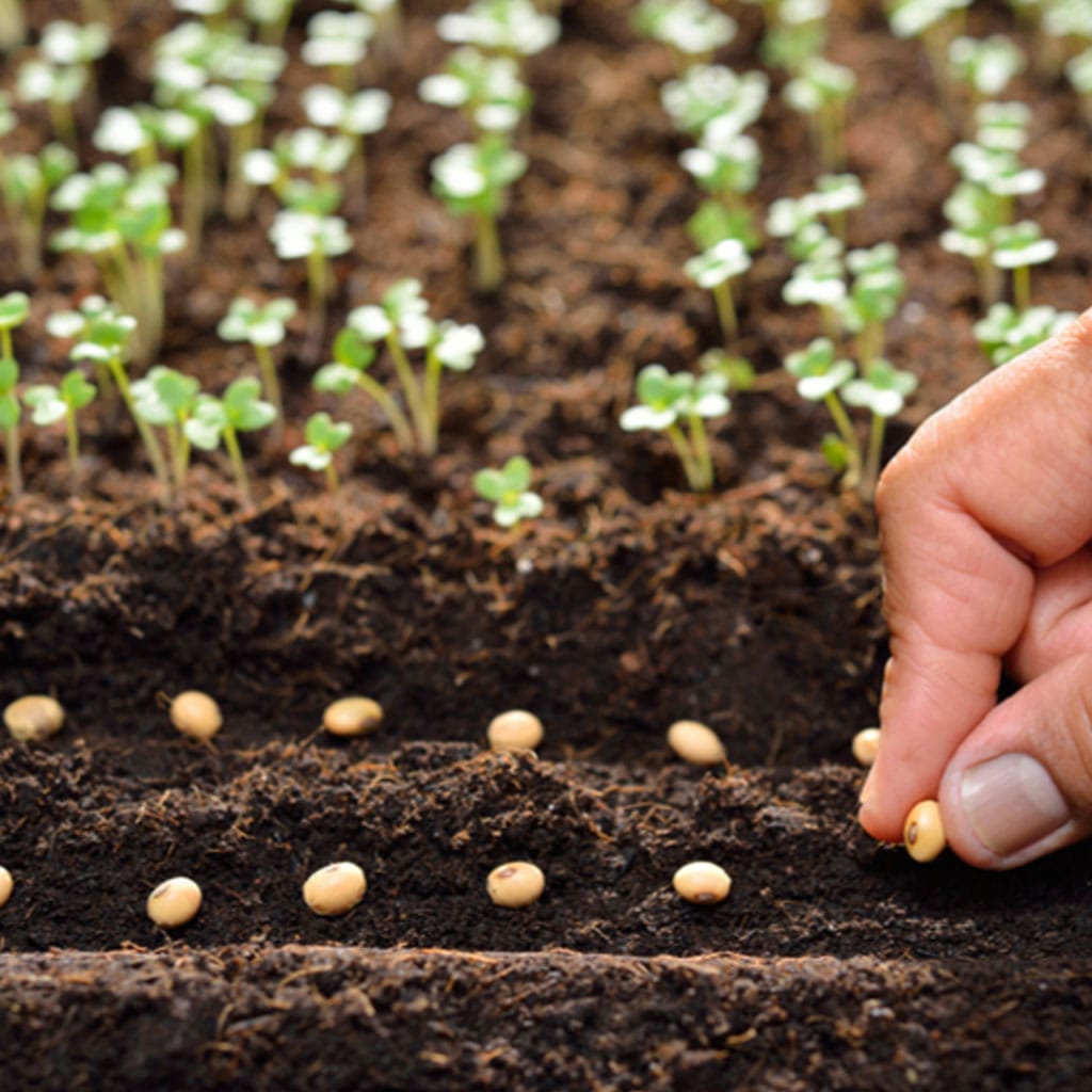 البذور الزراعية Agricultural seeds